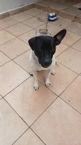Estou doando esse pitibu  porque estou indo embora pra minha cidade   e não tem como lev