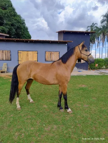 Cavalo Crioulo a Venda