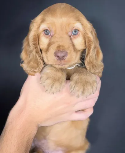 cocker