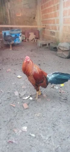 Galo bankiva