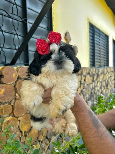 shitzu fêmea preta e branca 