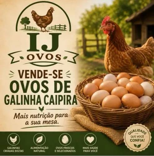 Vendo ovos não trabalho com ovos férteis.