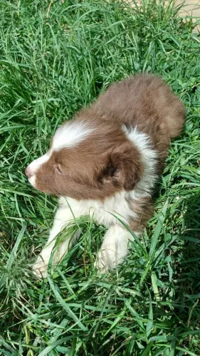 border collie 