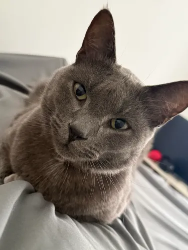 Doa-se gato cinza 
