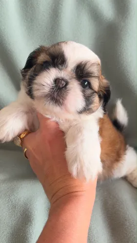 Shih Tzu machinho fofinho