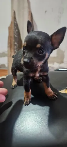 Pinscher fêmea 0