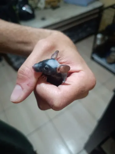 Camundongo Hairless Fêmea 