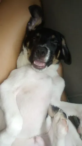 Cachorro 