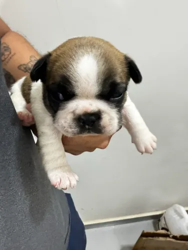 Lindos filhotes de Bulldog Francês