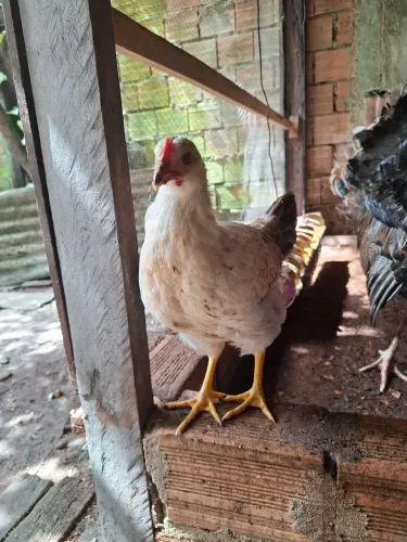Franguinhos Melhorados