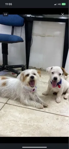 Adoção de cachorros conjuntas 