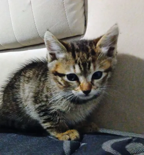 Doacao gato