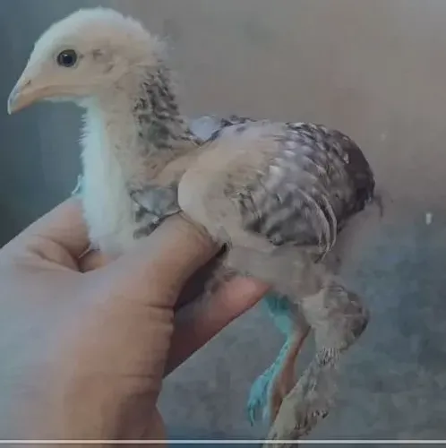 Pintinhos e galinhas da raça Brahma