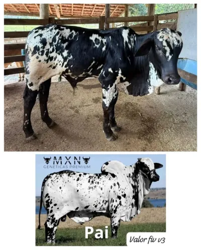 Só a venda