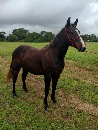 Cavalo Puro Sangue