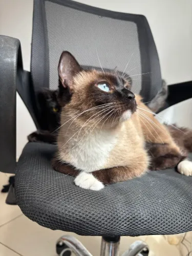 Gata siamês com patinhas brancas