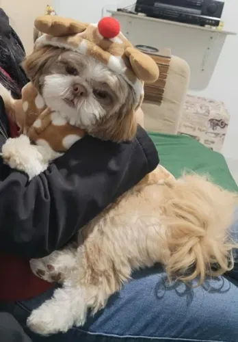 Shitzu Mine 