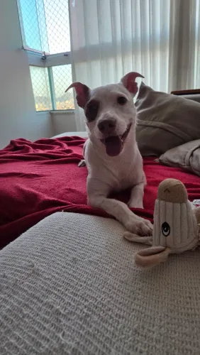 Doa se cachorro srd médio adulto