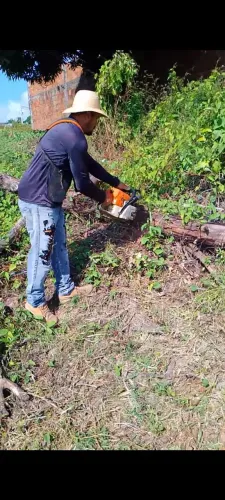 Poda e corte de árvore