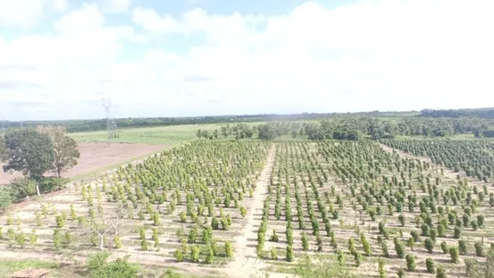 R$ 10 milhões de reais 100 hectares na Br316 em Castanhal boa pra empresa