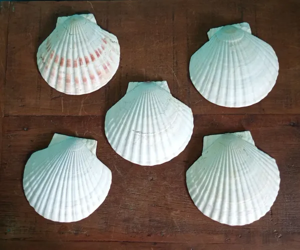 Lote com 5 conchas naturais estilo Shell - Japão <br> <br>14 cm <br>