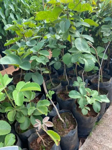 Muda de pequi 