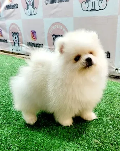 Spitz Alemão - Lulu da Pomerânia - Venda permanente - Canil premiado pela CBKC