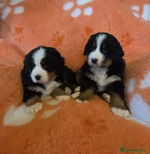 Quem leva um Bernese leva um coração extra pra casa ?