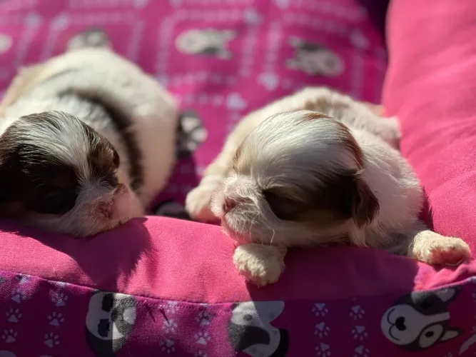 Filhotes de shih tzu brancos e dourados disponível 