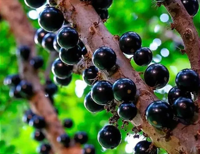 ? Mudas Enxertadas de Jabuticaba - Produzindo Rápido! ?