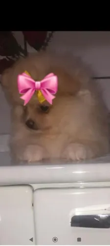 Filhote fêmea de Spitz 