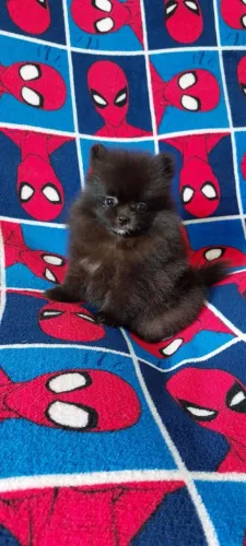 Spitz Alemão cheio de personalidade