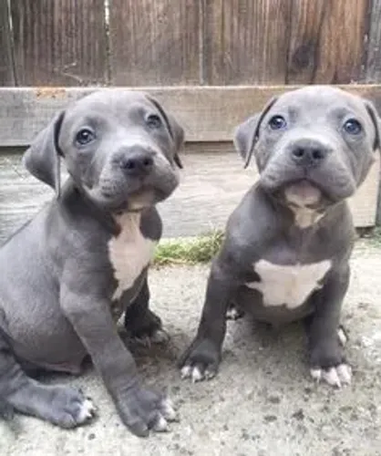 2 American Bully Disponível