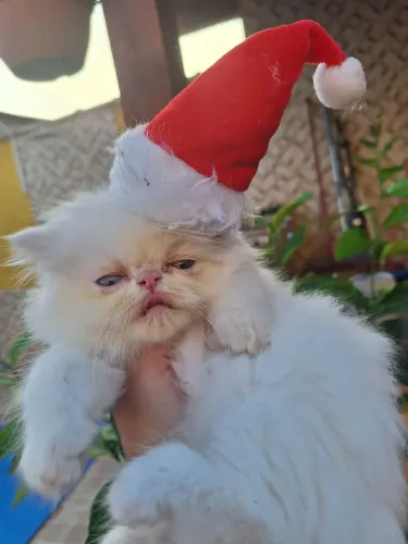 Gatos Persa FIlhotes