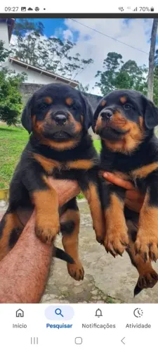 Vendo filhotes de Rottwailer 