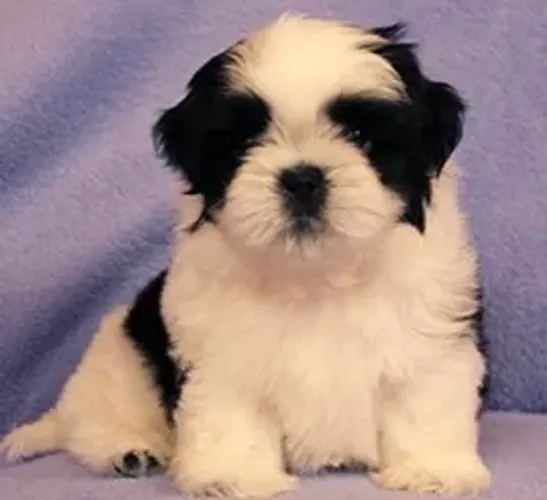 Shih-Tzu Fêmea Tricolor: O Toque de Cor e Alegria Que Você Procurava!