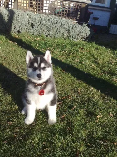 Filhote de Husky Siberiano uma raça mais que inteligente ?
