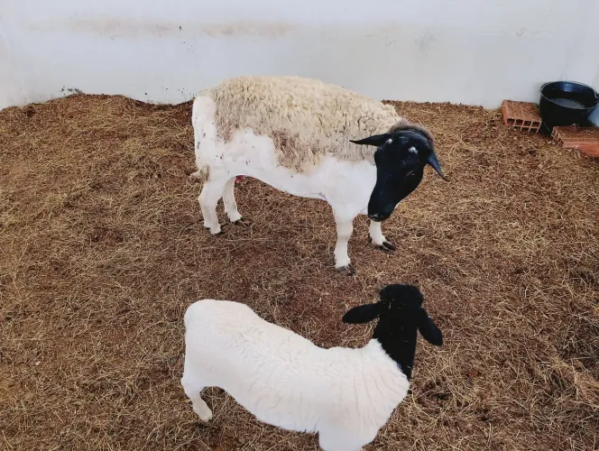 Carneiros PO Genética da Dorper Buriá com registro 