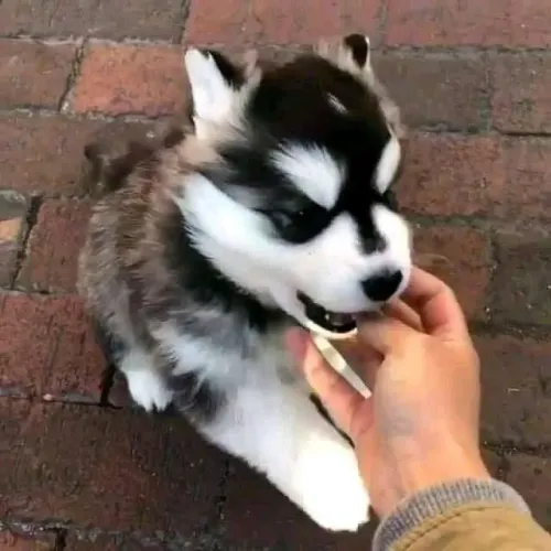 Husky Siberiano filhotes os parecidos ao lobo 