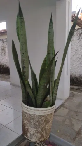Espada de São Jorge planta. Valor: 10,00 reais.