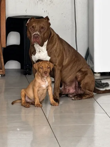 Cachorro
