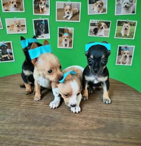 Pinscher