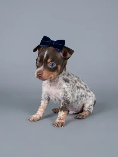 Pinscher filhote para quem ama cães pequenos