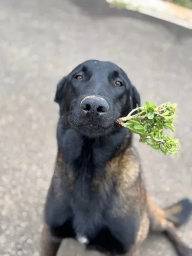 Pastor belga malinois - Macho