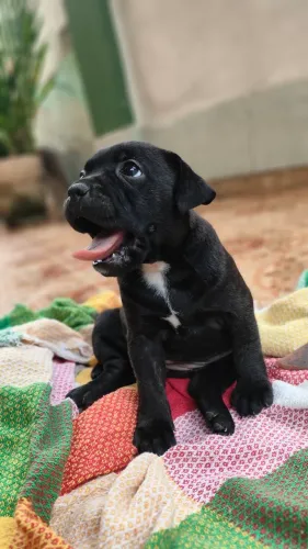 Filhote de Staffordshire Bull Terrier Cão babá