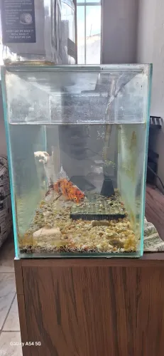 Aquário 70L