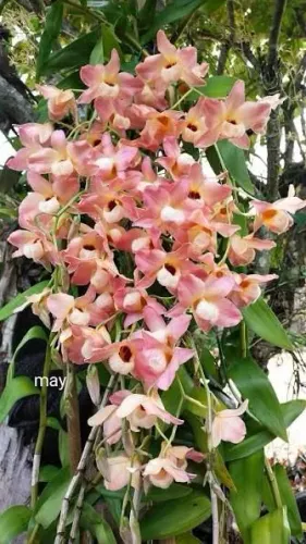 Bela Orquídea moschatun mudas