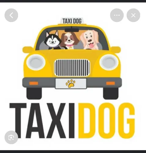 Taxi pet 