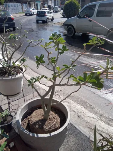 Rosa do Deserto Vermelha