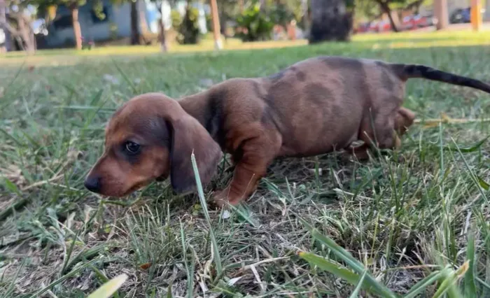 Basset Dachshund